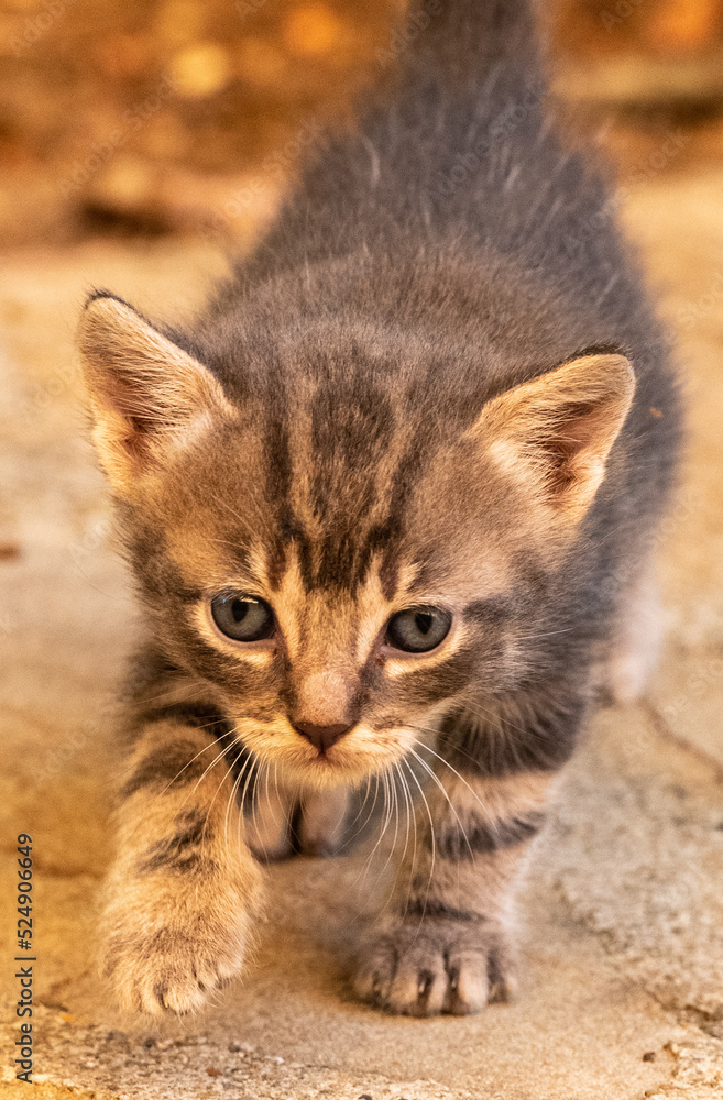 2022, August, Italy, Manciano, Tuscany, kittens, nature, baby, cute, animal, feline, kitten, pet, kitty, pets, small, animals, young 2022, August, Italy, Manciano, Tuscany, kittens, nature, baby, cute, animal, feline, kitten, pet, kitty, pets, small, animals, young