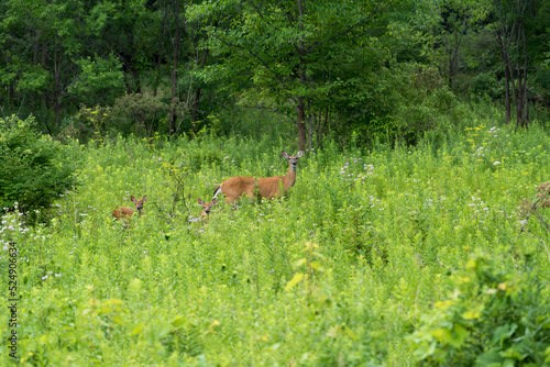 A Doe With Two Tiny Fawns Hidden In The Tall Grass