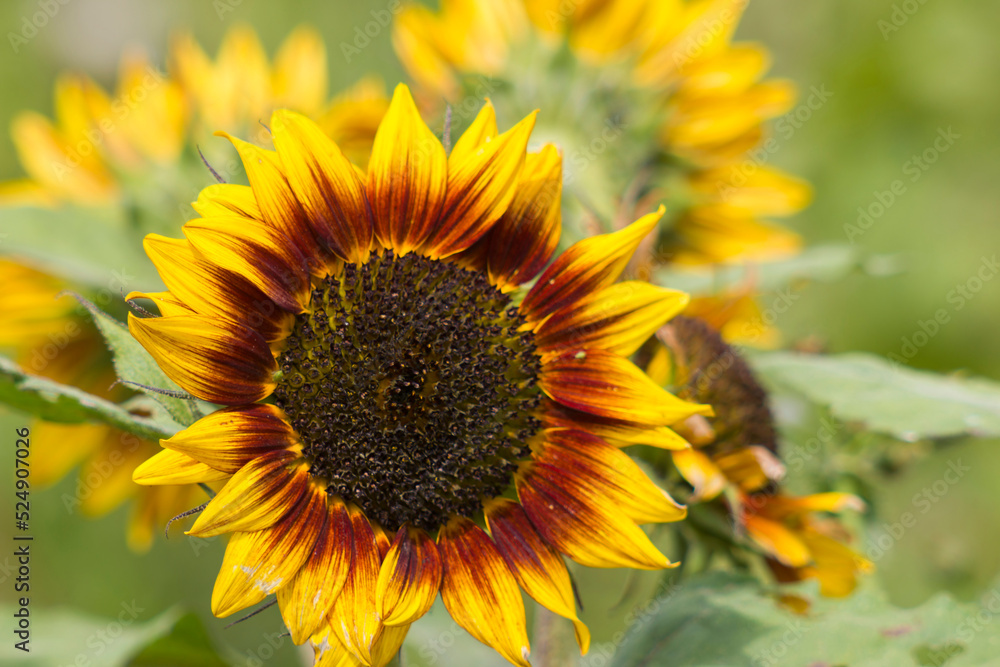 sunflowers in the garden (Helianthus) sunflowers in the garden (Helianthus)