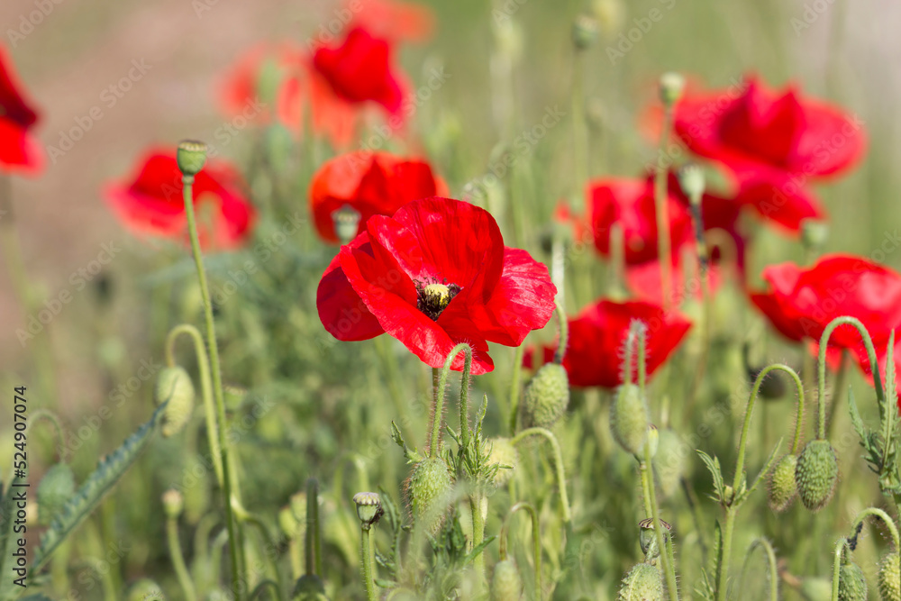Obraz premium in the meadow - wild poppy flowers - soft focus