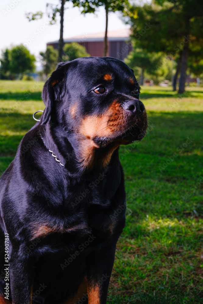 Close-up of a Rottweiler breed dog looking to the left.