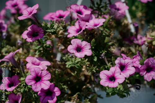Colourful petunia flowers in vibrant pink and purple colors in decorative flower pot close up