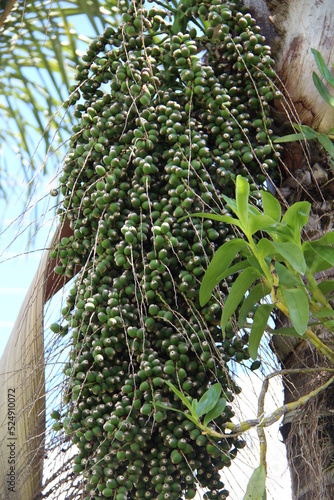 Bunch of jerivá (Syagrus romanzoffiana), still green, is a native palm tree from the Brazilian Atlantic Forest. It is rich in Omega 3, 6 and 9. photo