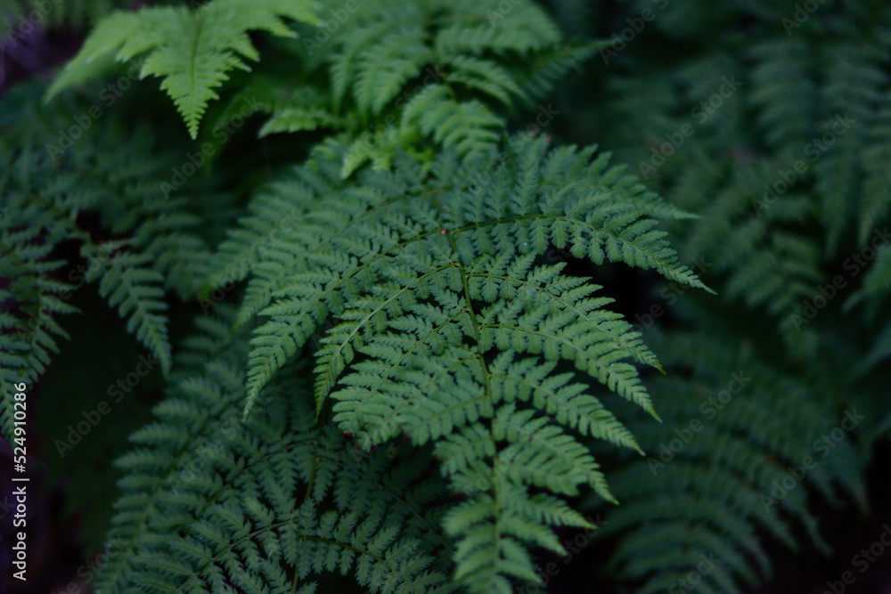 Ferns amongst other ferns