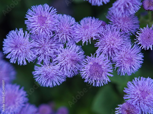 Lots of lilac flowers of ageratum close up (Ageratum houstonianum). Leningrad region, Russia.