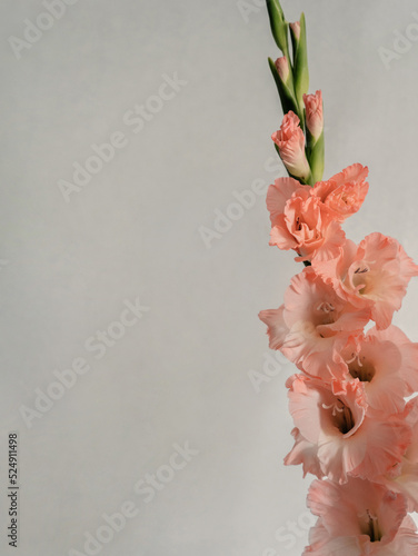 Fototapete Coral pink gladiolus on grey background, with copy space