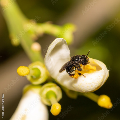 bee on a flower photo