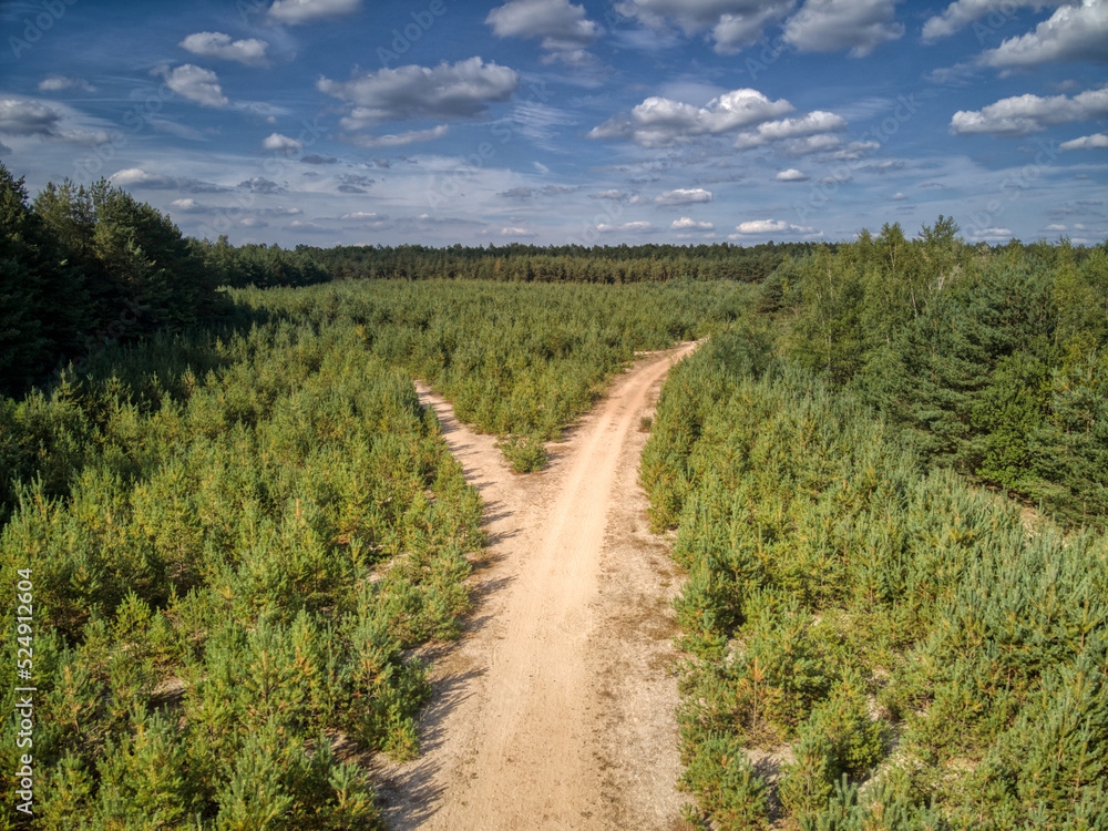 photo from a drone, path in the forest