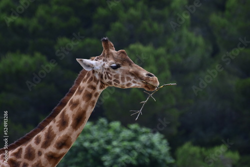 Une girafe en pleine dégustation © Camille