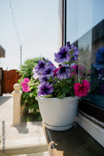 Colourful petunia flowers in vibrant pink and purple colors in decorative flower pot close up © bo.kvk