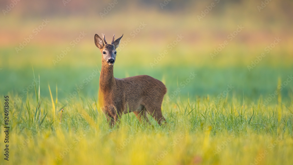 Tranquil summer scenery with roe deer, capreolus capreolus, buck looking in green grass. Peaceful moment in nature with wild animal in horizontal composition.