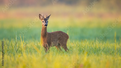 Obraz na płótnie Tranquil summer scenery with roe deer, capreolus capreolus, buck looking in green grass. Peaceful moment in nature with wild animal in horizontal composition. w salonie