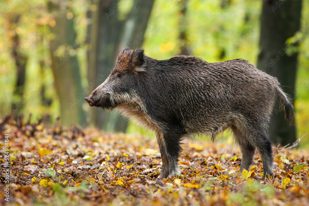 Wild boar, sus scrofa, standing in autumn forest with orange and yellow leaves on the ground. Mammal with dark fur looking aside from profile with blurred background. Wild boar, sus scrofa, standing in autumn forest with orange and yellow leaves on the ground. Mammal with dark fur looking aside from profile with blurred background.