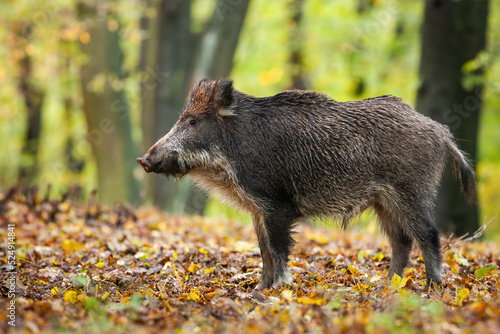 Wild boar, sus scrofa, standing in autumn forest with orange and yellow leaves on the ground. Mammal with dark fur looking aside from profile with blurred background.