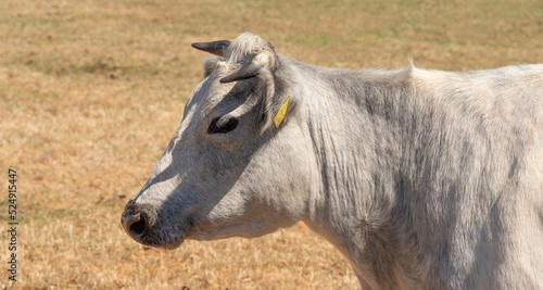 Cotswolds, Gloucestershire, England, UK. 2022. Albion cow originally called Bakewell Blues, very rare breed.