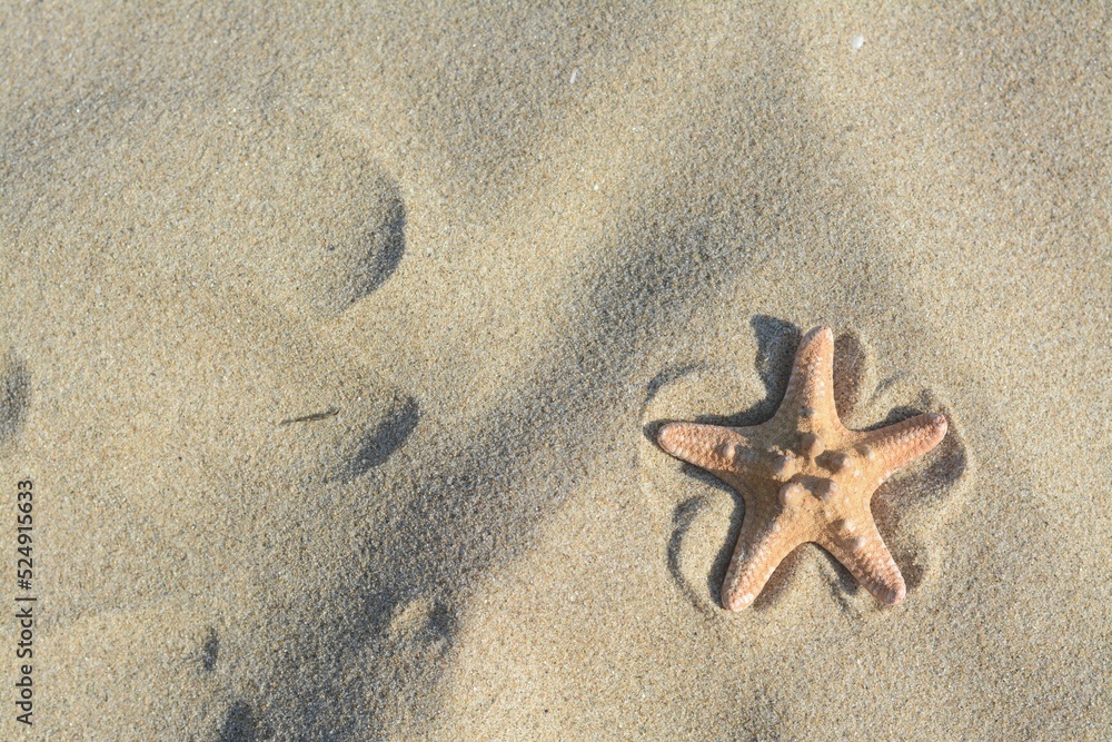 Beautiful starfish on sandy beach, top view. Space for text Beautiful starfish on sandy beach, top view. Space for text