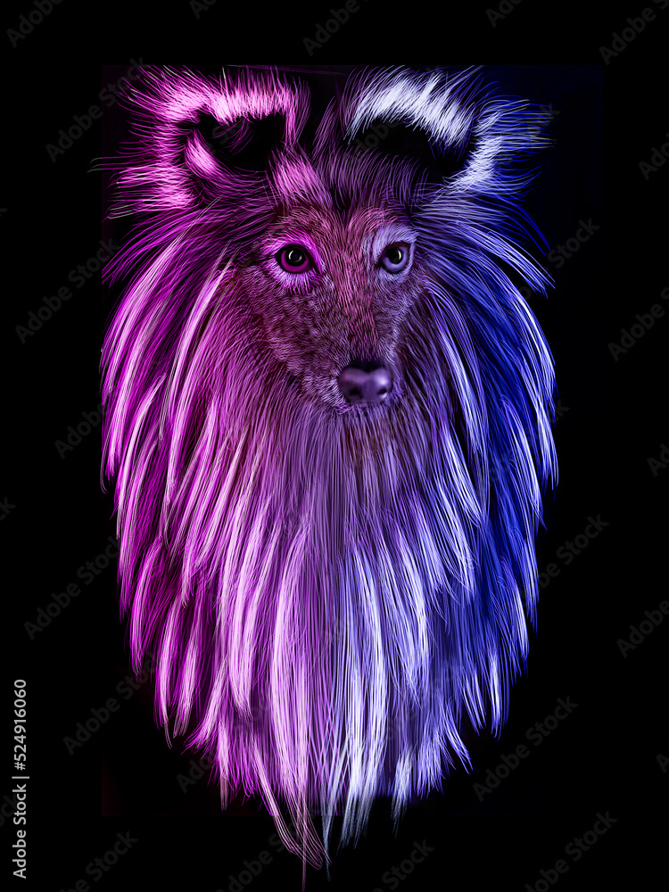 Naklejka premium Perro raza collie