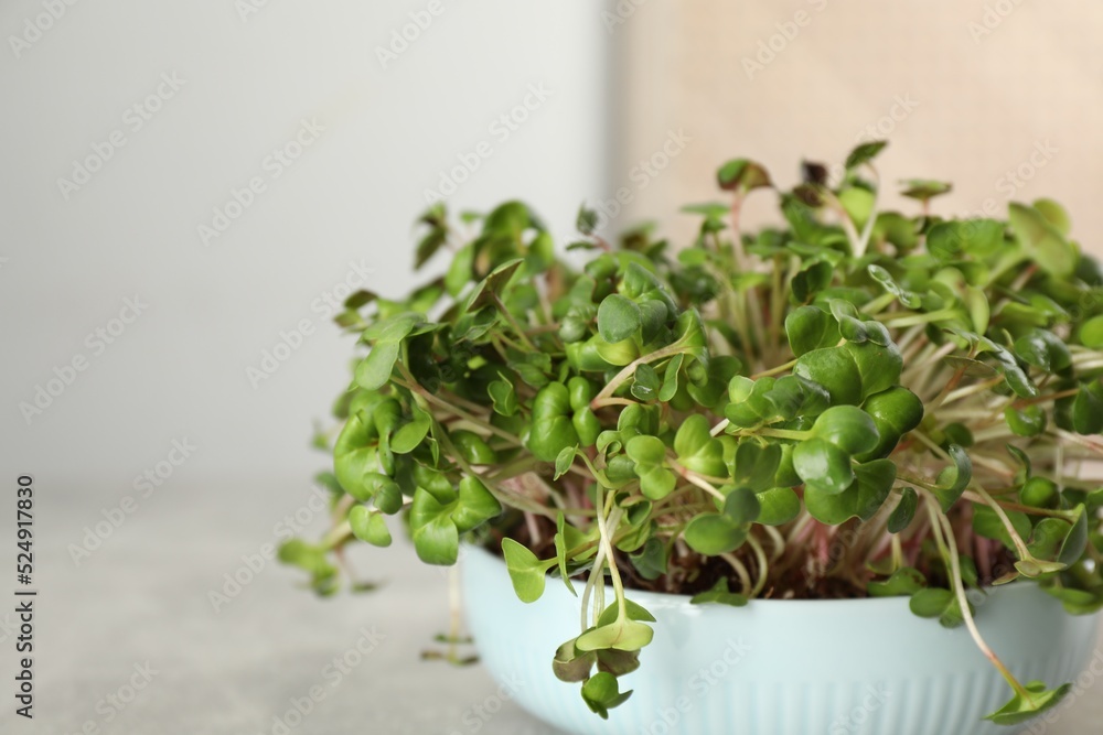 Fresh radish microgreens in bowl on light grey table, closeup. Space for text