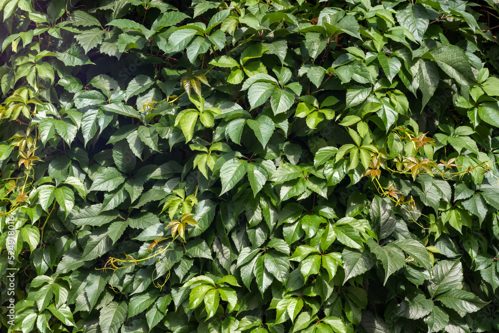 Wall of green leaves of wild grapes. Wall of green leaves of wild grapes.