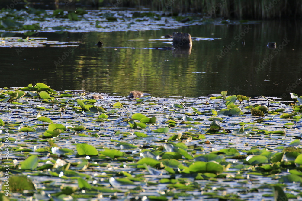 Nutria (Myocastor coypus) Nutria (Myocastor coypus)