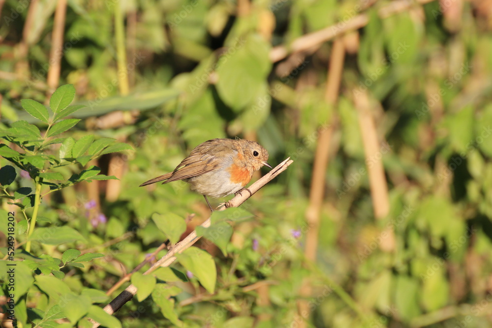 Fototapeta premium Rotkehlchen (Erithacus rubecula)