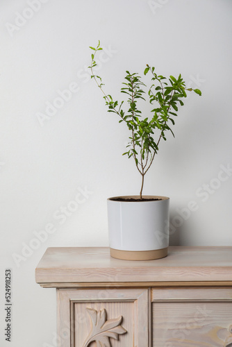 Pomegranate plant with green leaves in pot on wooden table near white wall