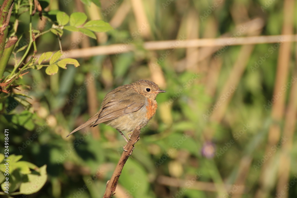 Fototapeta premium Rotkehlchen (Erithacus rubecula)