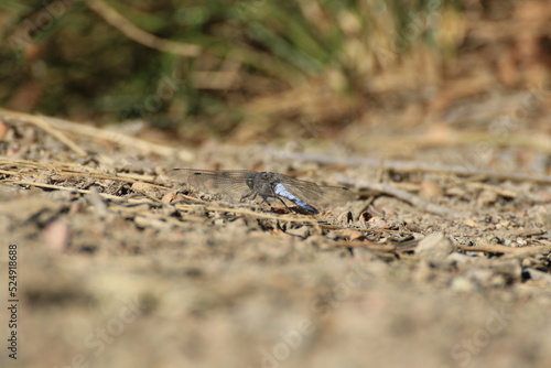 Gro  e K  nigslibelle  Anax imperator 