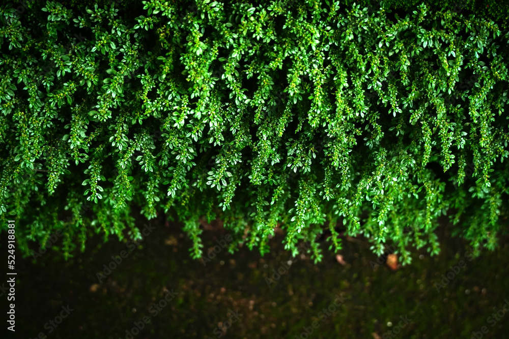 fern moss on the rock with green moss bright foliage, moss closeup, macro. Beautiful background of moss for wallpaper.	