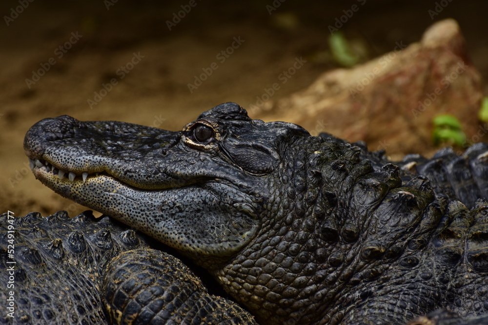 Fototapeta premium Portrait d'un alligator