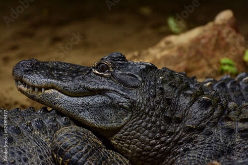 Portrait d un alligator