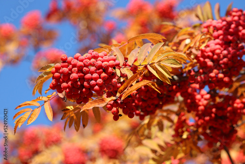 Red rowan berries growing on a tree branches with yellow leaves on blue sky background. Colors of autumn nature  medicinal berries of mountain-ash