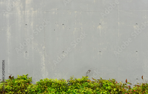 古いコンクリート壁と植物の背景素材