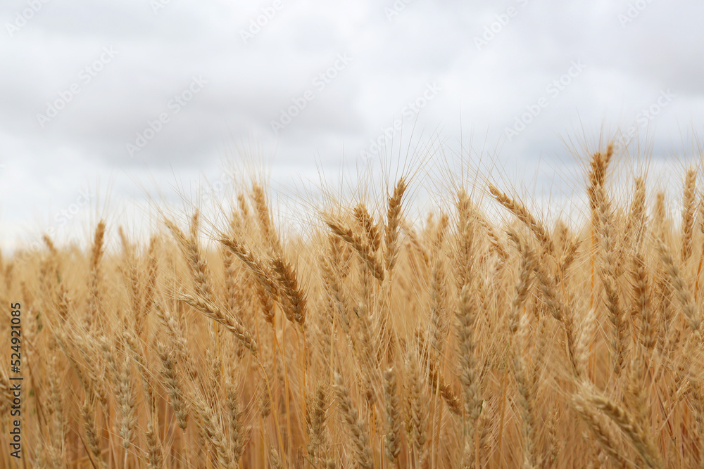 Beautiful ripe wheat spikes in agricultural field Beautiful ripe wheat spikes in agricultural field