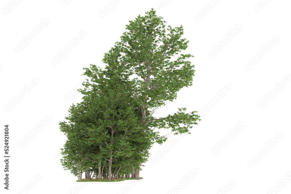 Fototapeta premium Forest on transparent background. 3d rendering - illustration