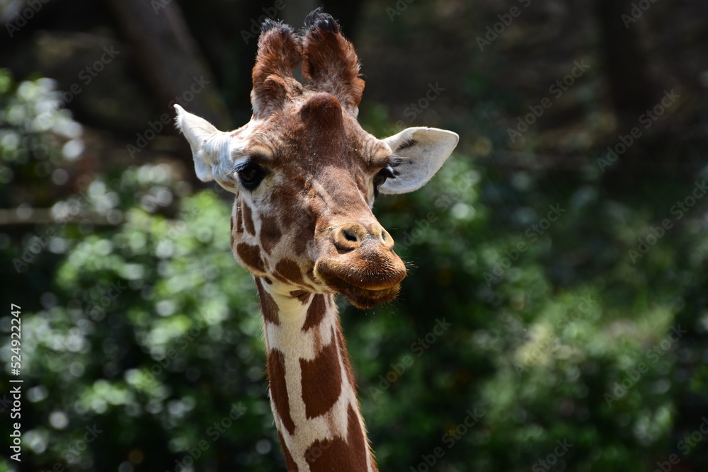 Obraz premium Portrait d'une girafe