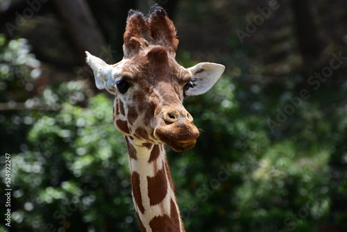Portrait d'une girafe © Camille
