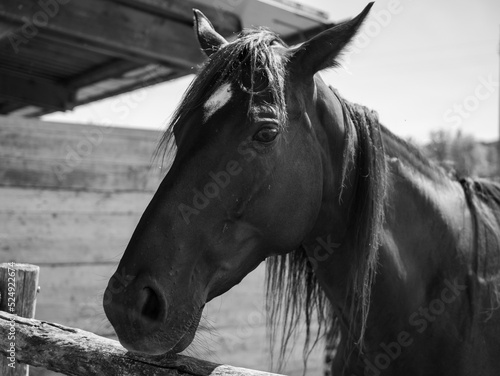 Canvastavla portrait black and withe of a horse