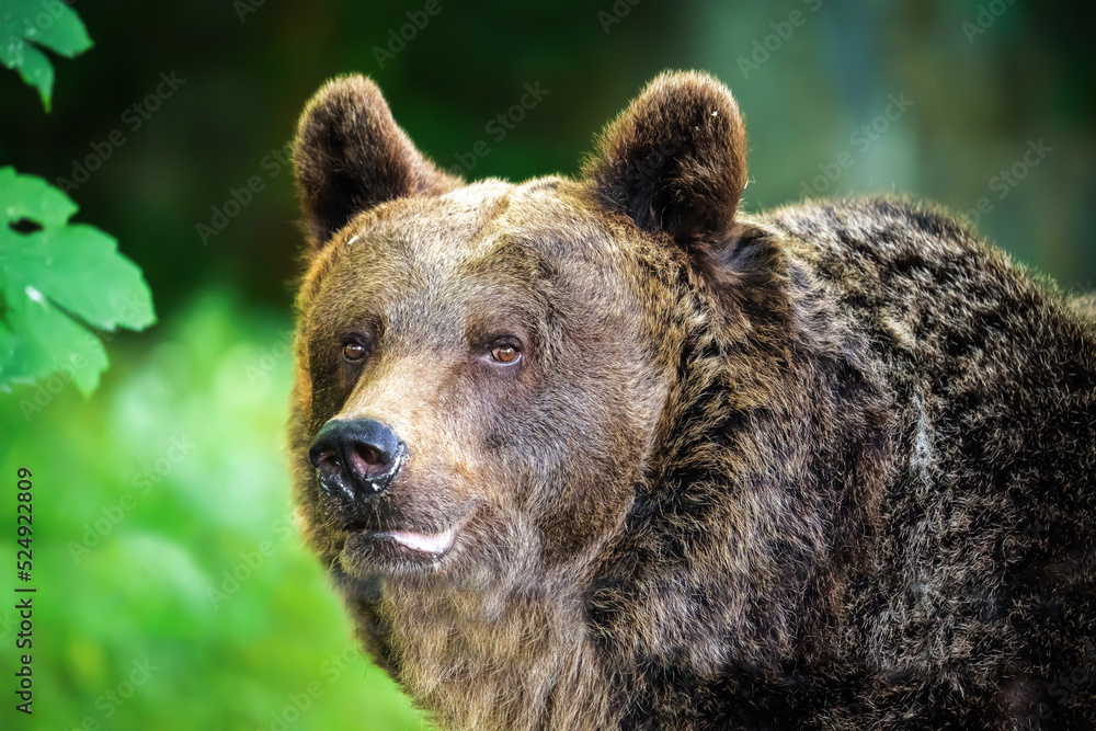 Fototapeta premium Grizzly close-up