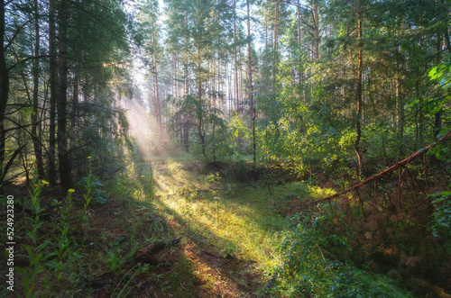 Fototapeta Naklejka Na Ścianę i Meble -  Early morning in the forest, the sun's rays break through the branches of trees glowing in the morning fog