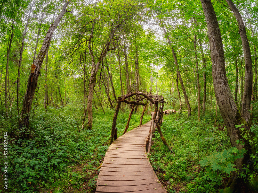 Fototapeta premium Wooden tunnel on the boardwalk. Wooden deck, eco trail without people, passing directly through the fancy deep green forest.