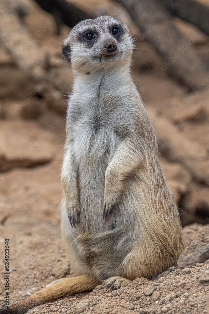 Meerkat looks at the camera. The meerkat stands on its hind legs. The meerkat sitting. Cute animal in nature. Small animal in the wild nature. Small mammal suricate suricata Meerkat looks at the camera. The meerkat stands on its hind legs. The meerkat sitting. Cute animal in nature. Small animal in the wild nature. Small mammal suricate suricata
