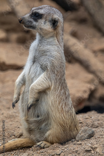 The meerkat stands on its hind legs. The meerkat sitting. Cute animal in nature. Small animal in the wild nature. Small mammal suricate suricata © Alexey