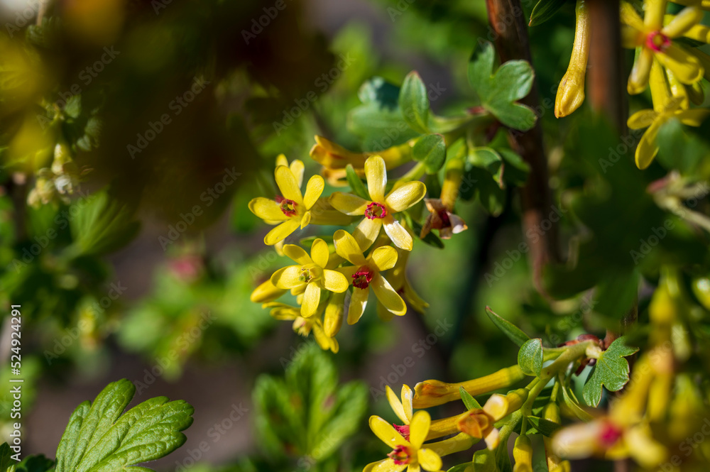 Detail of a blooming pink flower Ribes aureum Pursh Detail of a blooming pink flower Ribes aureum Pursh