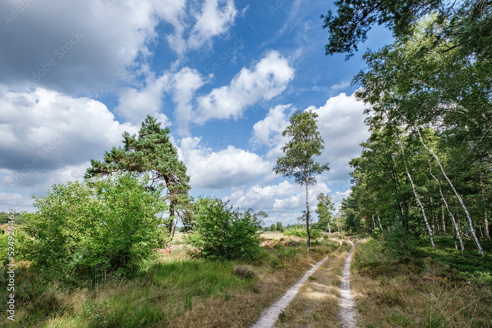 Tongerense heide, Epe, Gelderland province, The Netherlands Tongerense heide, Epe, Gelderland province, The Netherlands