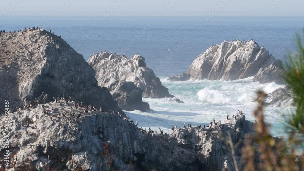 Flock of brown pelicans on cliff, rocky island in ocean, Point Lobos landscape, Monterey wildlife, California coast, USA. Big waves crashing, birds flying. Many pelecanus nesting, wild animals colony. Flock of brown pelicans on cliff, rocky island in ocean, Point Lobos landscape, Monterey wildlife, California coast, USA. Big waves crashing, birds flying. Many pelecanus nesting, wild animals colony.