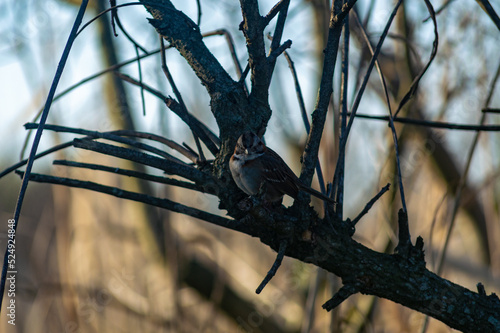 pajaro mirando a la camara posado en un arbol photo