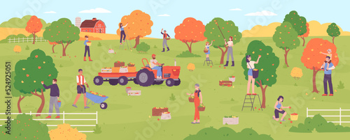 People picking apples. Farmers gathering harvest apple tree in orchard production, family pick out healthy ripe autumn fruits garden agriculture crop, garish vector illustration