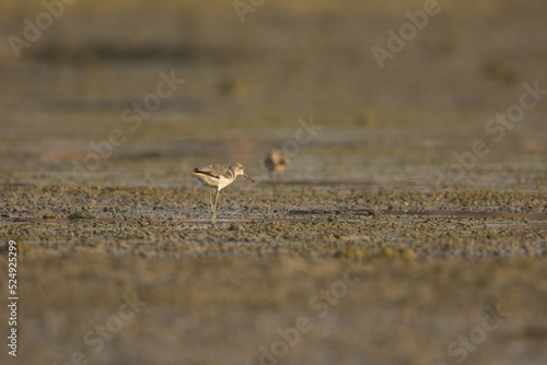 Common greenshank at Arad wetlands, Bahrain