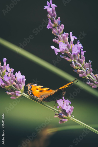 Butterfly on a flower © Kornel